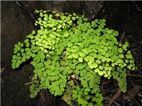3e888548-Adiantum capillus-veneris et al, ADIANTACEAE.jpg